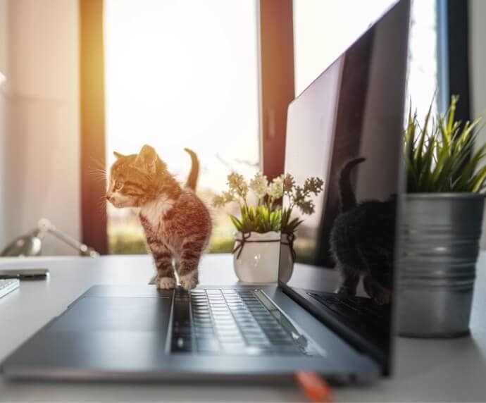 Gato junto a computadora portátil sobre una mesa